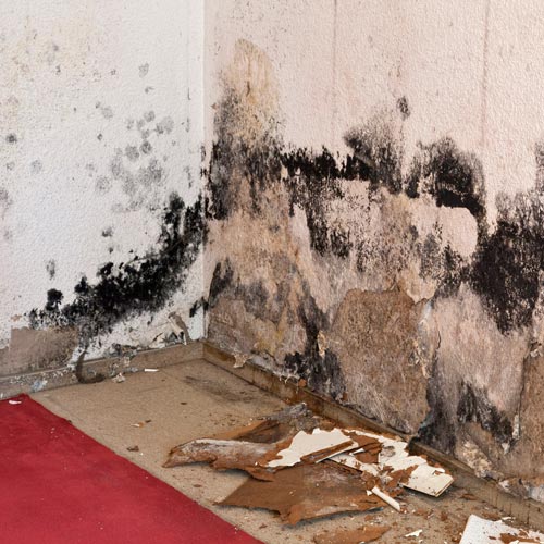 Dry Rot